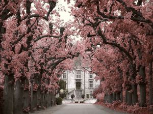 Driveways and entrances - www.myLusciousLife.com - French driveway - pink blossom.jpg
